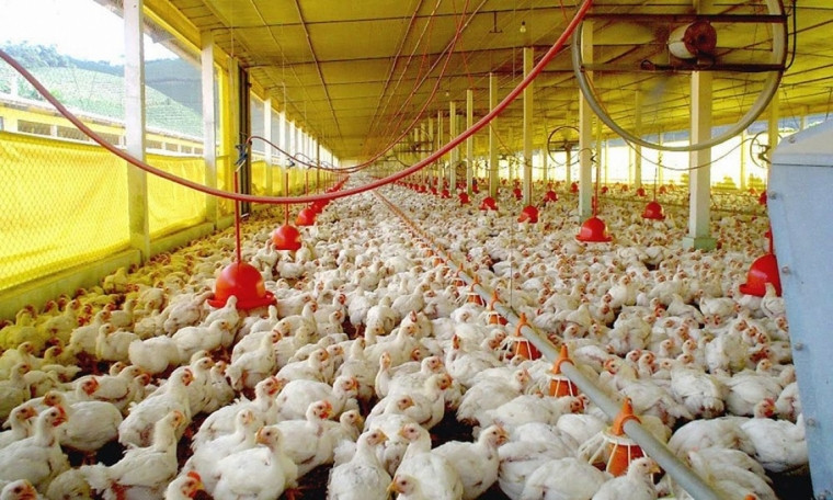 Pollos medium