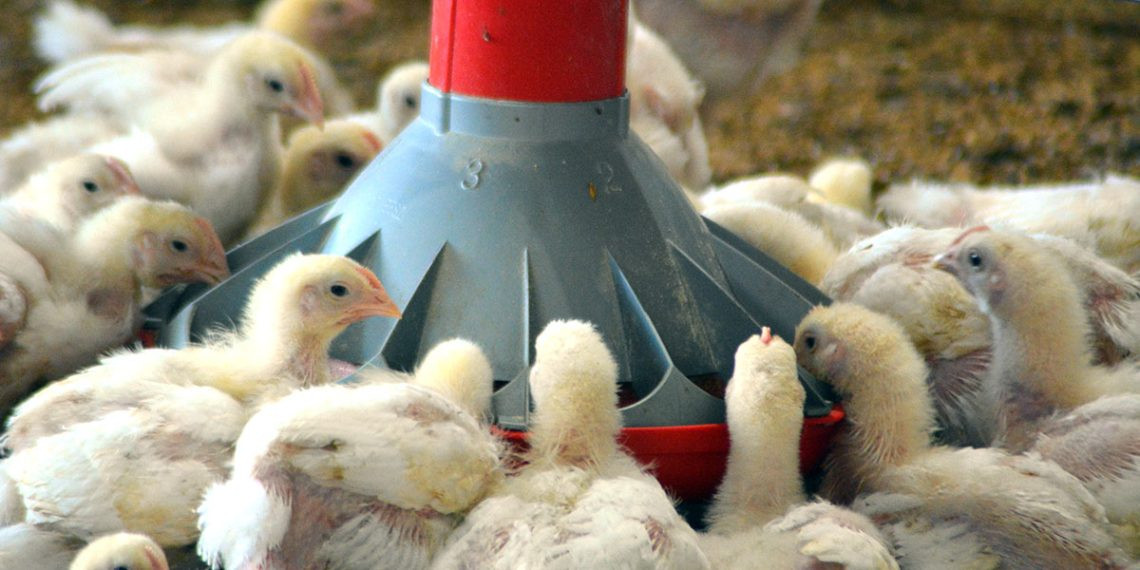 Avicultura dominicana tecnificacion 1140x570
